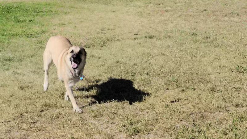 Blacksmith Fork Dog Park - Hyrum, UT
