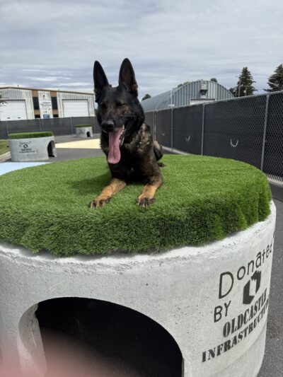 Hops N' Paws - Idaho Falls, ID