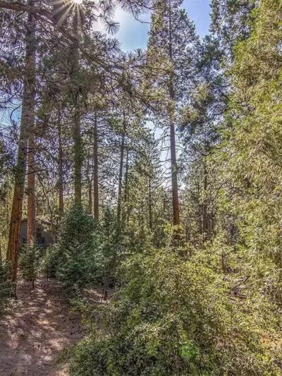 Mountain Tails Private Dog Park - Idyllwild-Pine Cove, CA