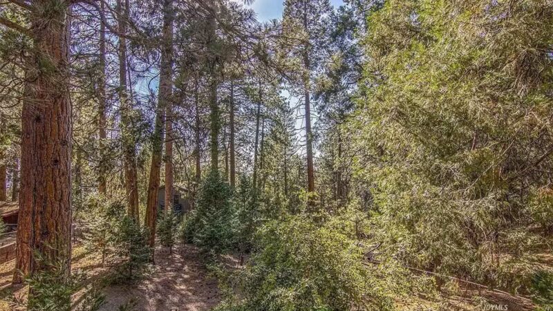 Mountain Tails Private Dog Park - Idyllwild-Pine Cove, CA