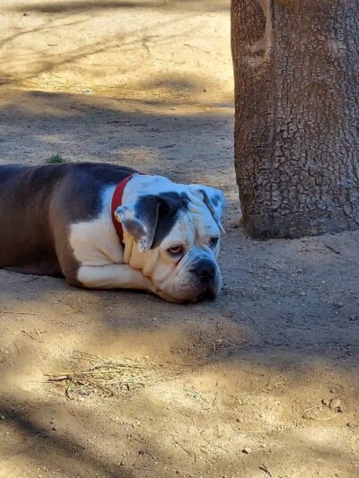 Rick Barker Dog Park - Idyllwild-Pine Cove, CA