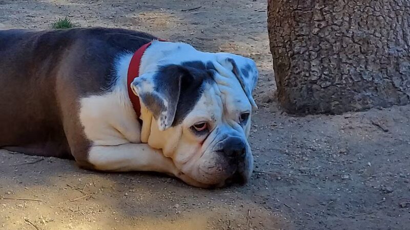 Rick Barker Dog Park - Idyllwild-Pine Cove, CA
