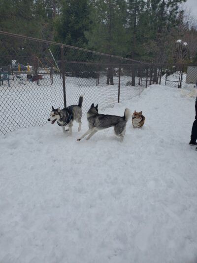 Rick Barker Dog Park - Idyllwild-Pine Cove, CA