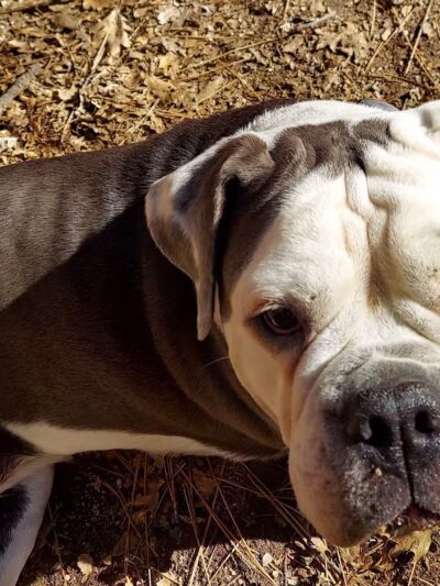 Rick Barker Dog Park - Idyllwild-Pine Cove, CA