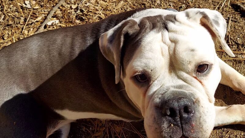 Rick Barker Dog Park - Idyllwild-Pine Cove, CA