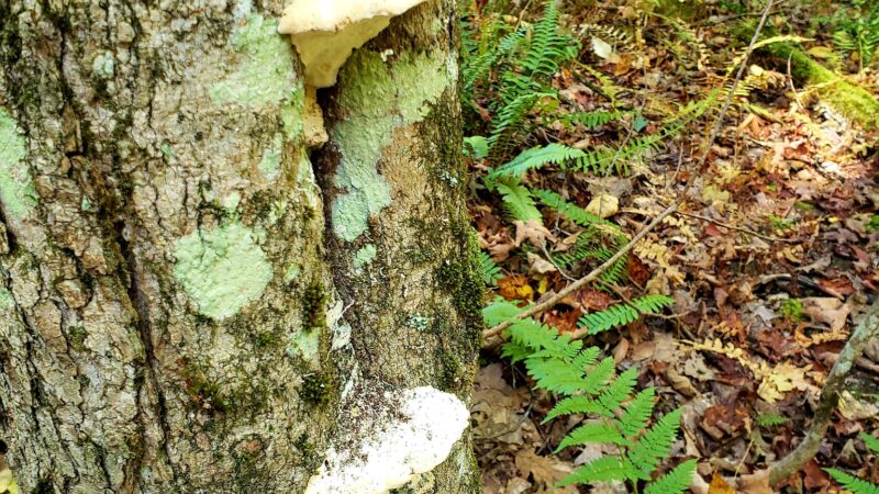 Russell Park Mountain Biking Trails - Ilion, NY