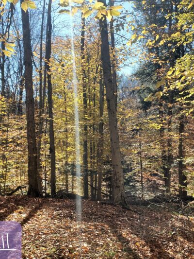 Russell Park Mountain Biking Trails - Ilion, NY