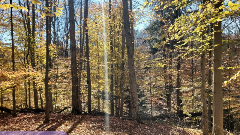 Russell Park Mountain Biking Trails - Ilion, NY