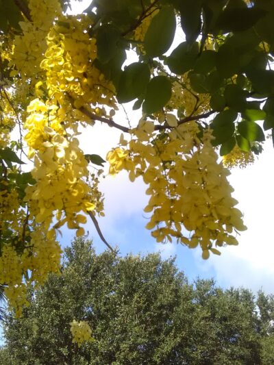 Immokalee Community Park - Immokalee, FL