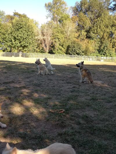 Independence Dog Park - Independence, OR
