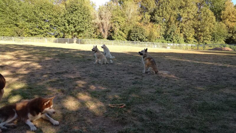 Independence Dog Park - Independence, OR