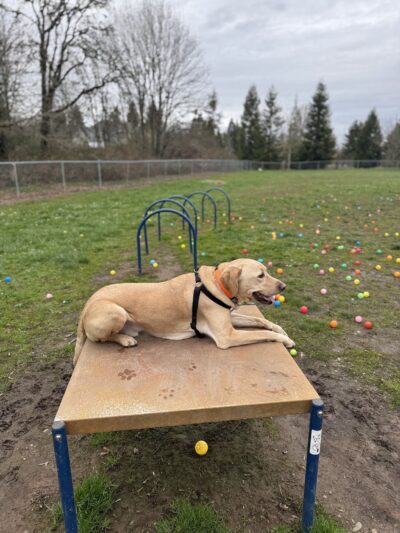 Independence Dog Park - Independence, OR
