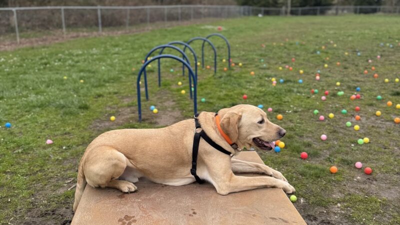 Independence Dog Park - Independence, OR
