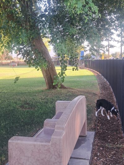 Dog park - Indio, CA