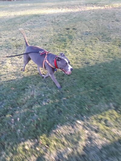 Mulligan Dog Park - Indio, CA