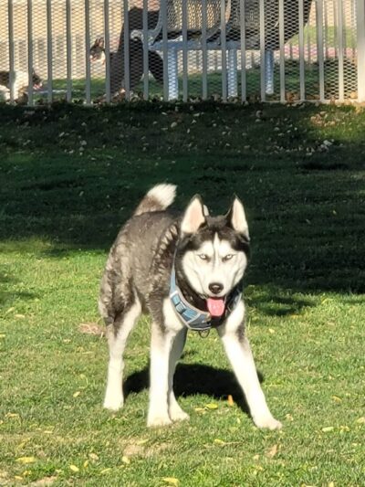 Mulligan Dog Park - Indio, CA