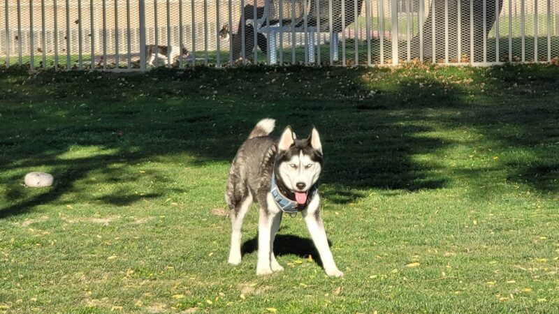 Mulligan Dog Park - Indio, CA