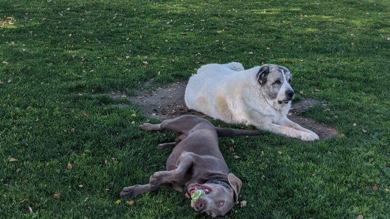 Mulligan Dog Park - Indio, CA