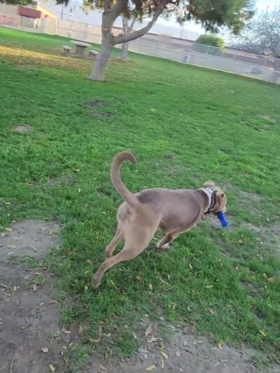Mulligan Dog Park - Indio, CA