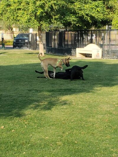 Station 87 Dog Park - Indio, CA