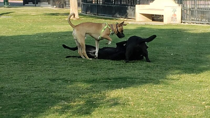 Station 87 Dog Park - Indio, CA