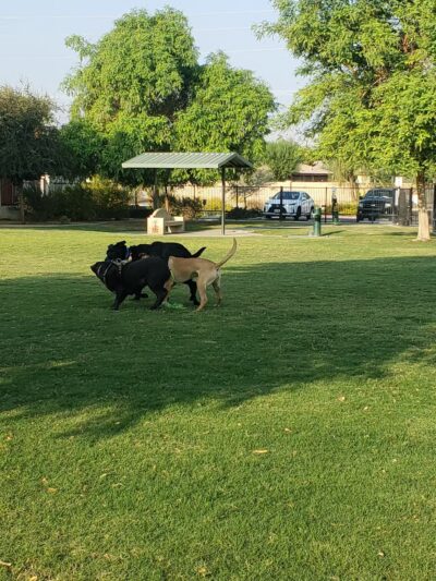 Station 87 Dog Park - Indio, CA