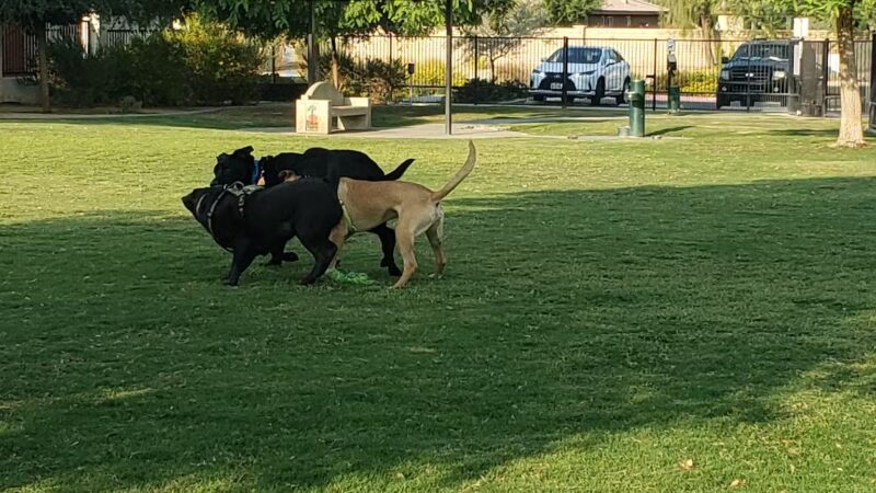 Station 87 Dog Park - Indio, CA