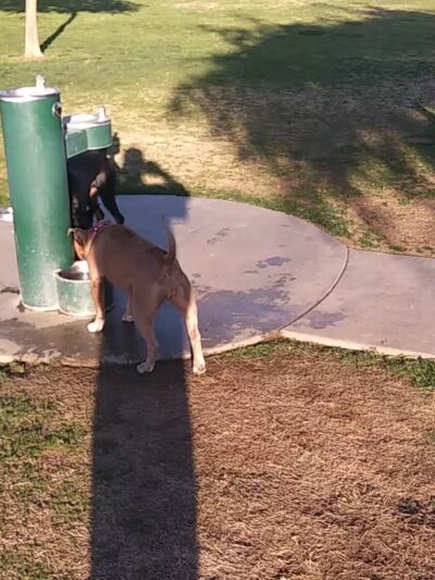 Station 87 Dog Park - Indio, CA
