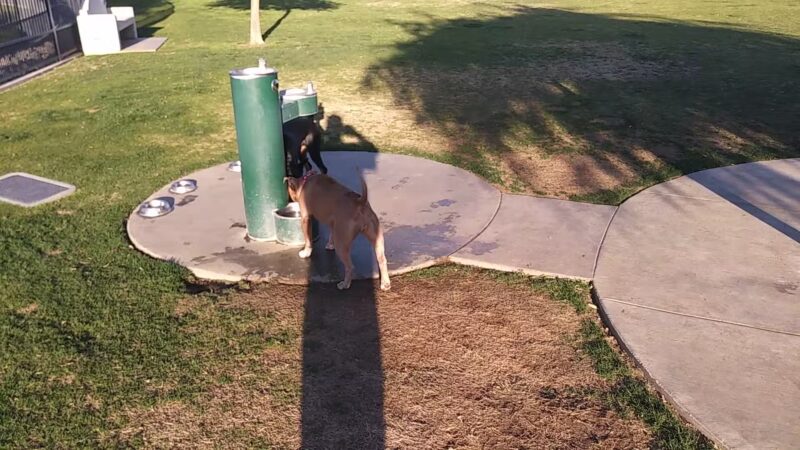Station 87 Dog Park - Indio, CA