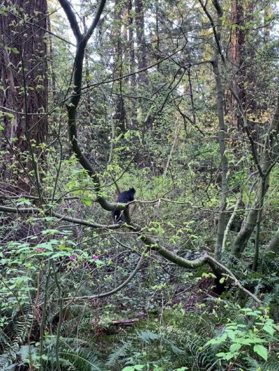 Center Park - Inglewood, CA