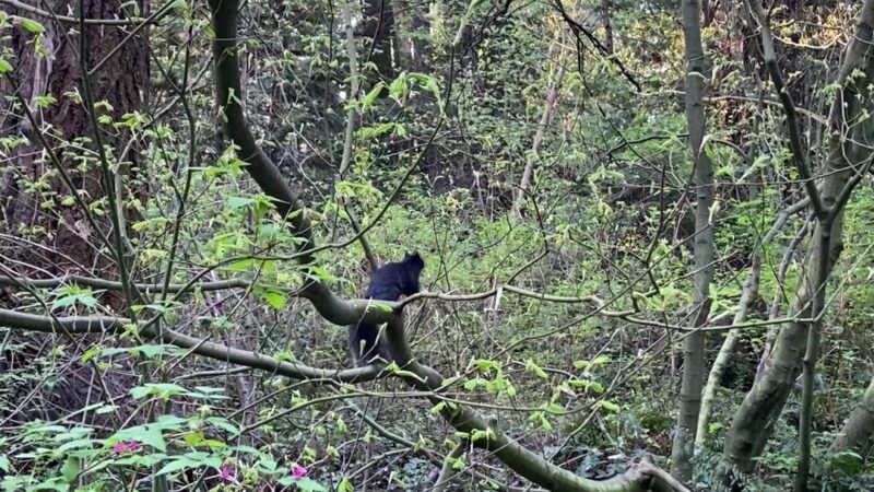 Center Park - Inglewood, CA