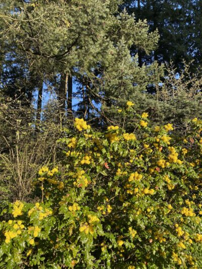 Center Park - Inglewood, CA