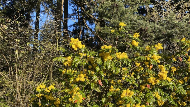 Center Park - Inglewood, CA