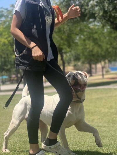 Integrity K9 Services - ,