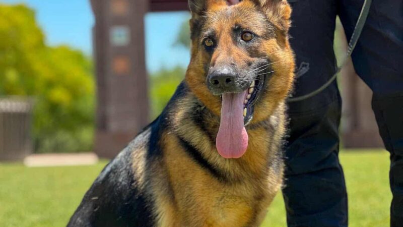 Integrity K9 Services - ,