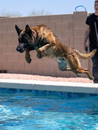 Integrity K9 Services - ,