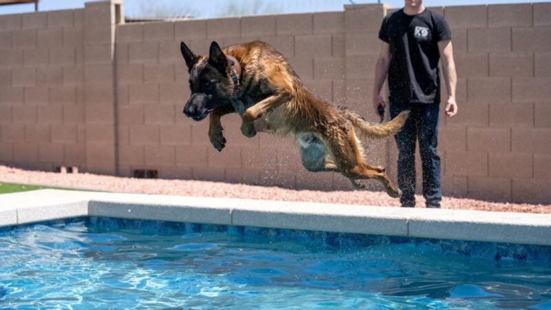 Integrity K9 Services - ,