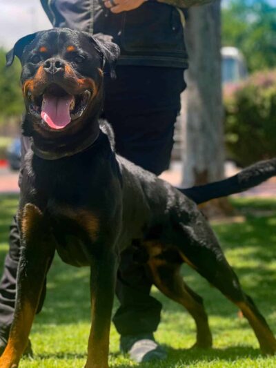 Integrity K9 Services - ,
