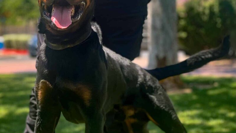 Integrity K9 Services - ,