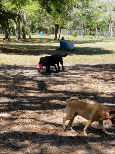 Bark Central Dog Park - Inverness, FL
