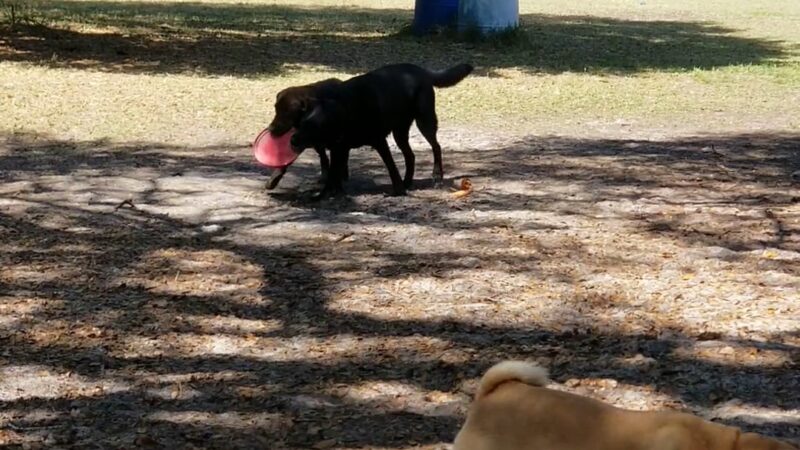 Bark Central Dog Park - Inverness, FL