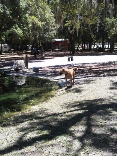 Bark Central Dog Park - Inverness, FL