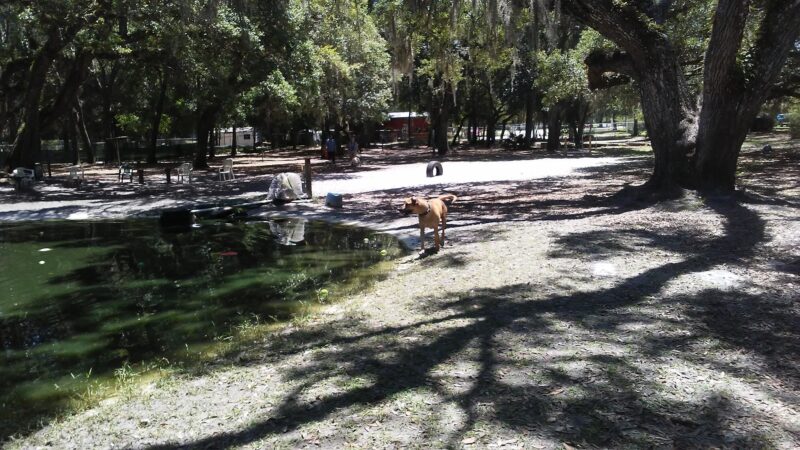 Bark Central Dog Park - Inverness, FL