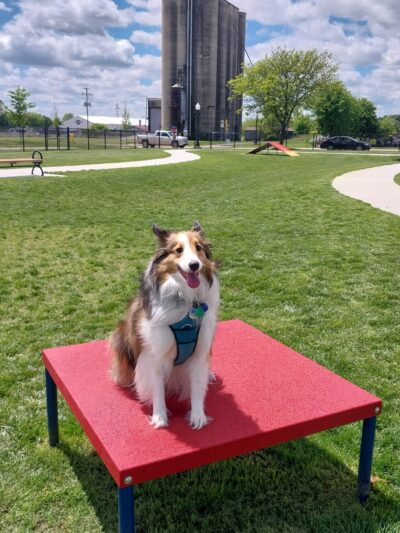 Ionia County dog park - Ionia, MI