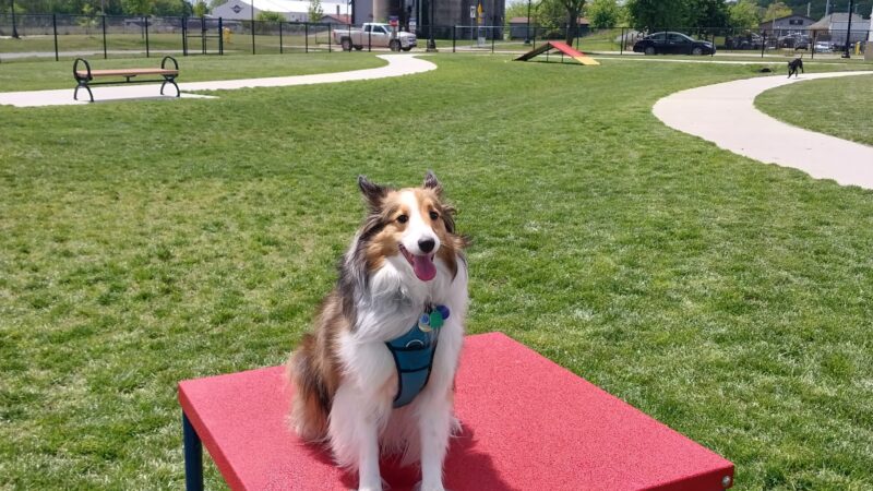 Ionia County dog park - Ionia, MI