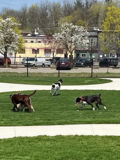 Ionia County dog park - Ionia, MI