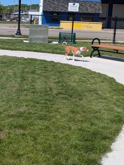 Ionia County dog park - Ionia, MI