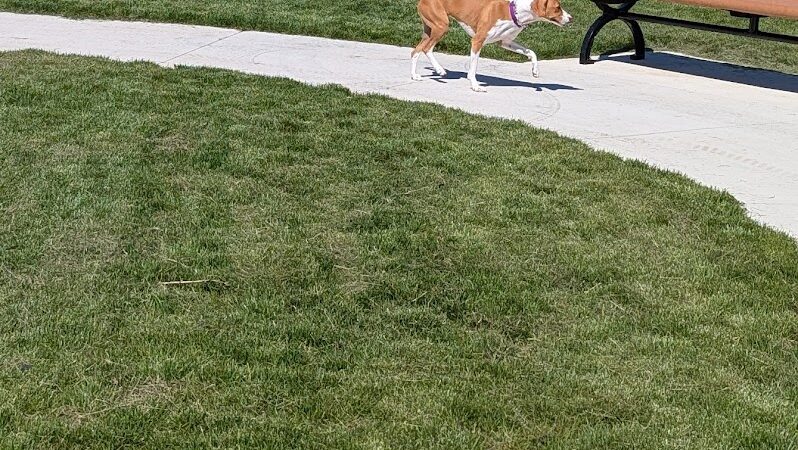 Ionia County dog park - Ionia, MI