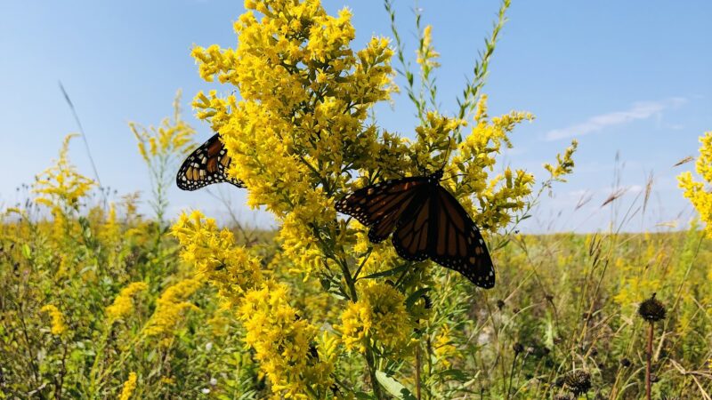 Peaceful Prairie - Iowa City, IA