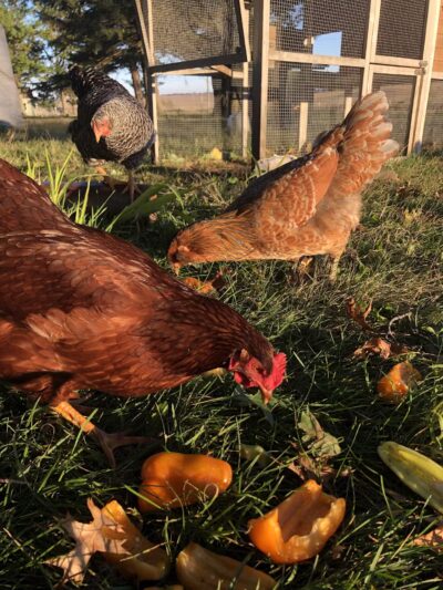 Peaceful Prairie - Iowa City, IA